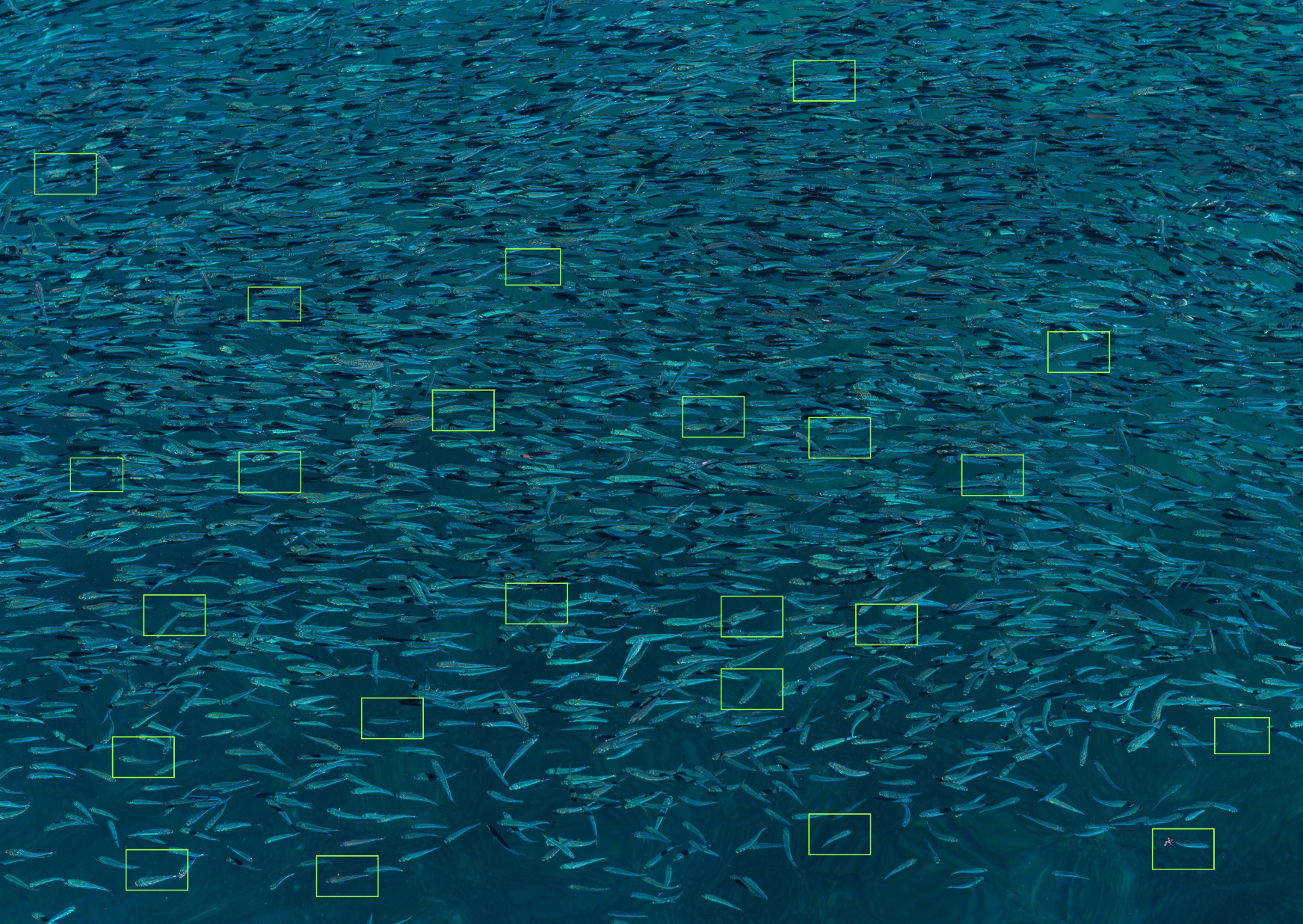 AI in aquaculture