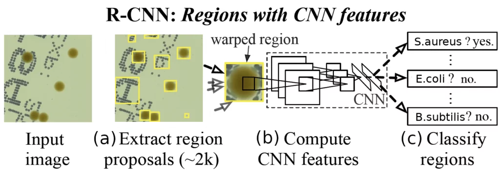 3.detector Recognition and counting of microorganisms on Petri dishes 3 recognition 3.detector