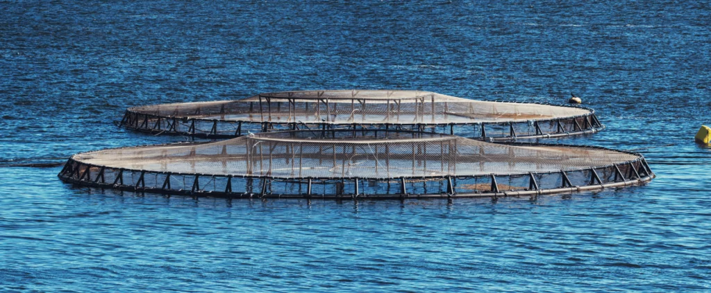 RYNAN Aquaculture | Reimagine the World of Aquaculture